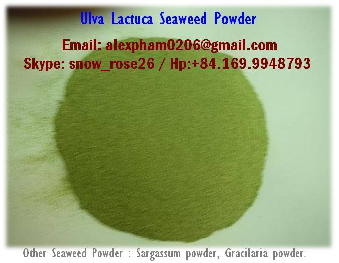 green seaweed, ulva lactuca, sea lettuce