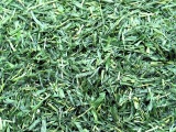 Barley Grass Leaf cut/powder