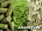 alfalfa feed