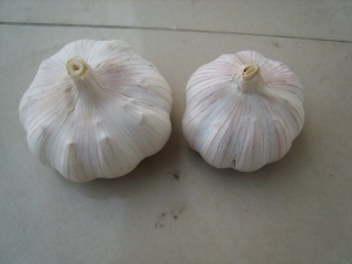 pure white garlic, regular white garlic, pre-packed garlic ,single clove garlic, dehydrated garlic