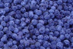 blueberry concentrate(sales25 at lgberry dot com dot cn)