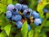 IQF wild blueberry(sales25 at lgberry dot com dot cn)