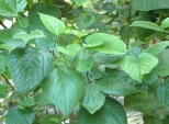 Mulberry leaf Extract of 2% DNJ