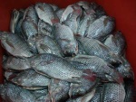 tilapia fillet,whole tilapia fish