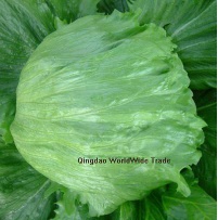 head lettuce