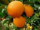 navel orange for export