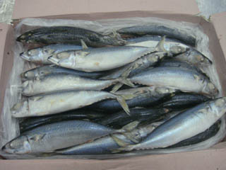 pacific mackerel fish