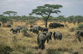 11-Days Kenya and Tanzania Wildlife Safari