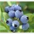 Blueberry anthocyan blueberry extract