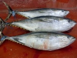 Tuna Yellowfin and SkipJack Tuna