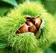 sweet chestnuts