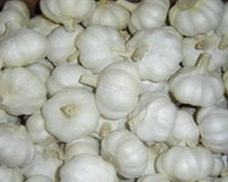 pure white garlic