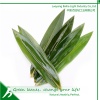 Bamboo Leaves Sushi Food Leaves Packing and Decoration