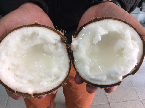 Coconut Wax - coconutwax