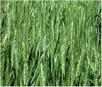 Wheat seed Baldev