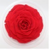 Big Size Preserved Flower Rose for Decor Supplies - NTN9R002