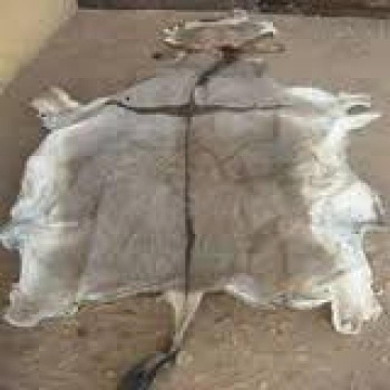 Wet / Dry Salted Donkey Hides - L415W
