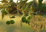 Olive Leaf Extract - MS8990006