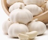 white skin garlic jinxiang crop fresh garlic