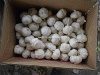 Pure white garlic high grade for sale