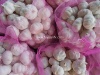 Wholesale price pure white garlic with good quality