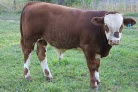 bull calf