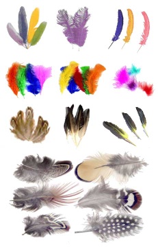 Peacock, Ostrich, Turkey, Coque, Pheasant, Goose, Milliner & Guinea Feathers