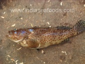 BROWN SPOTTED GROUPER FISH