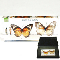 1.life cycle specimen of butterfly in acrylic block
