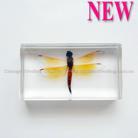 1.New insects amber blocks, dragonful paperweight