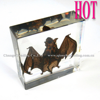 1.2012 Hot selling insects acrylic blocks Bat specimen