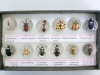 2012 latest insects balls bug balls bugs marbles