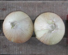 onion of 2011 new crop
