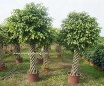 Ficus cage shape - Royalgardening 01