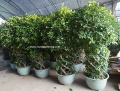 Ficus vase shape - Royal gardening 02