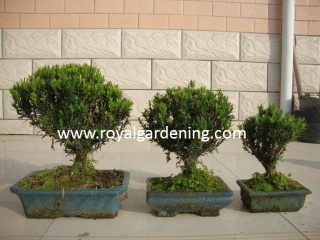 bonsai - royalgardening