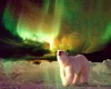 Polar Bear Aurora 1