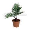 Cycas: Cycas Revoluta (sago palm) - RL5010AM