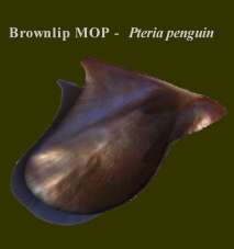 Brown LIp - BRLP